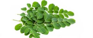 n MORINGA large570