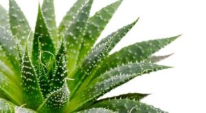 aloe