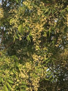 fleurs de neem