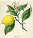 huile essentielle de zeste de citron