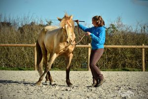 Harmonie cheval & cavalier - Shantyoga