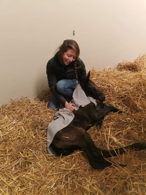 Formations Haras Nationaux sur le site d'Amboise : CAPTAV et premiers soins