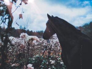Phytotherapie et aromatherapie chevaux