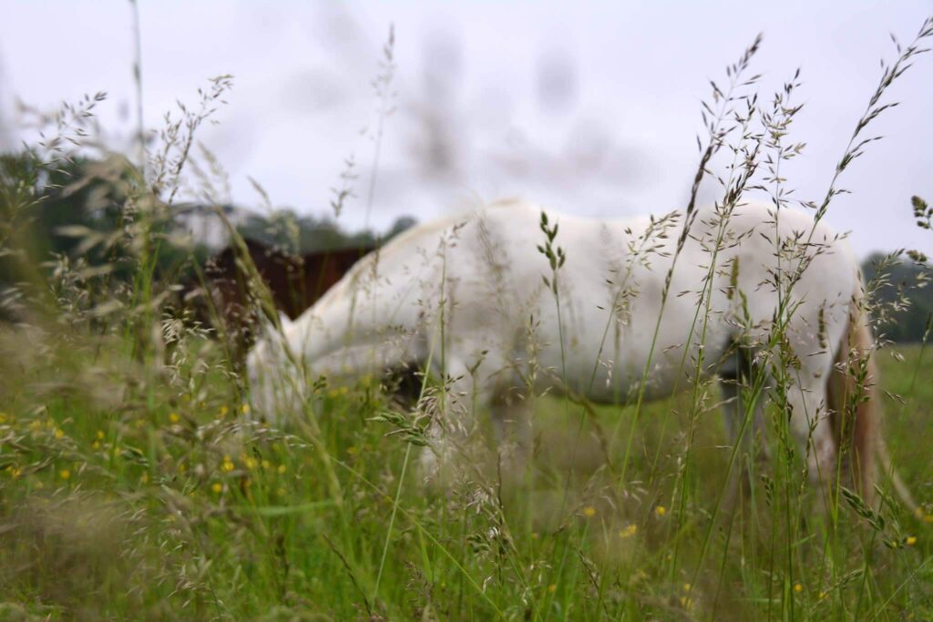 Phyhothérapie équine