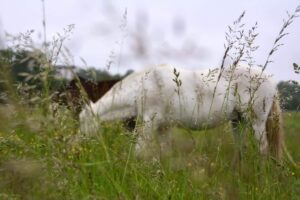 Phyhothérapie équine